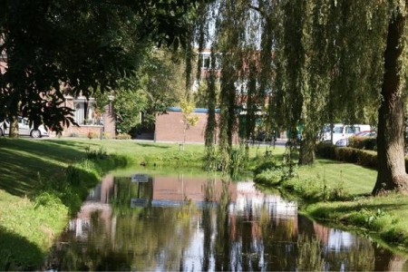 Zelfde boomstam beschoeiing als de vorige foto, maar dan 6 maanden later.
