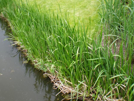 De plasberm na 6 maanden.
